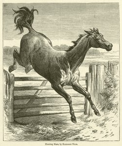 Cavalla da Caccia