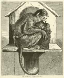 La Scimmia Malata