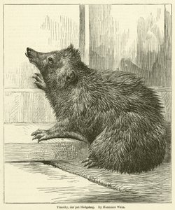 Timothy, il nostro riccio domestico