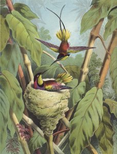 Colibrì (cromolitografia)