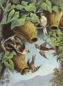 Uccello tessitore (cromolitografia)