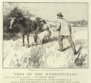 Tess dei d