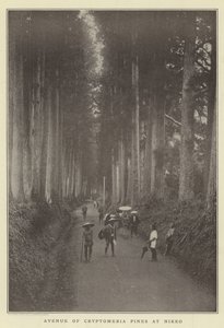 Viale di pini Cryptomeria a Nikko