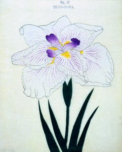 Izumi-Gawa, n.37, 1898