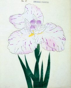 Shokko-Nishiki, n.48, 1898