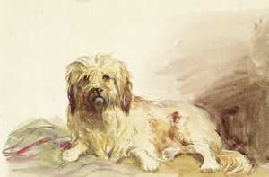 Il cane dell