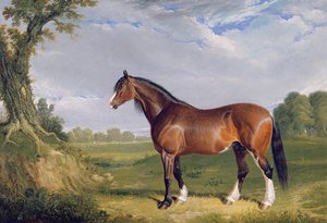 Uno stallone Clydesdale, 1820