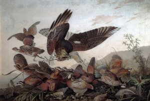 Falchi che attaccano pernici, 1826