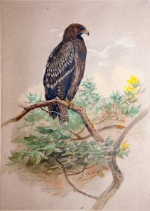 Aquila maculata (Aquila clanga), 1856-67