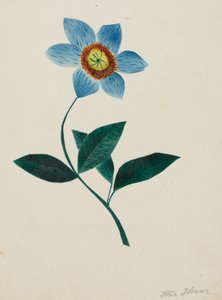 Fiore Stellato