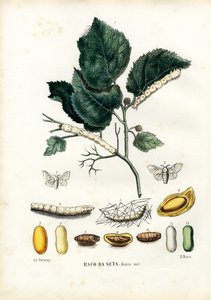 Farfalle, 1863-79