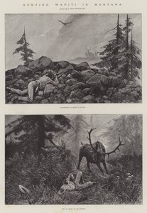 Caccia al Wapiti in Montana