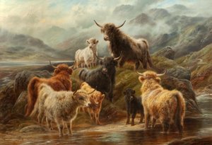 Bovini delle Highlands, 1894