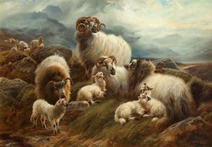 Pecore in un paesaggio
