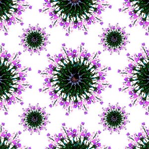 Mondo delle orchidee