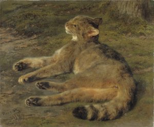 Gatto selvatico, 1850