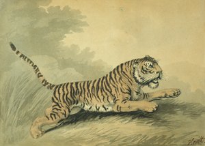 Una tigre che salta a destra, 1807