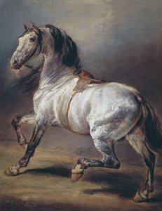 Studio di un cavallo