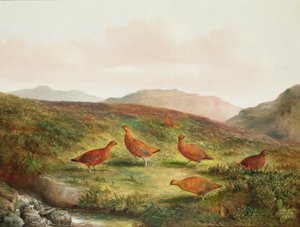 Gallo cedrone in un paesaggio di brughiera