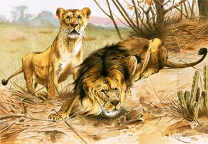 Leone e leonessa