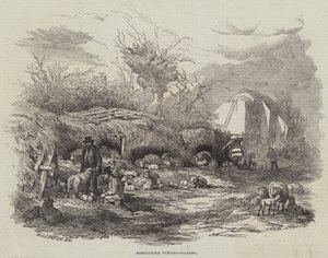 Quadri agricoli, agnelli