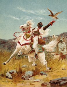 Falconeria in Marocco