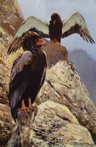 Aquila Bateleur