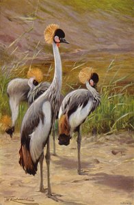 Gru coronata