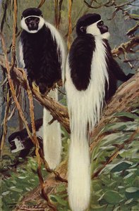 Guereza