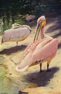 Pellicano
