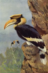 Bucero bianconero