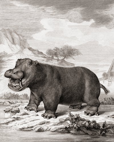 Un ippopotamo (Hippopotamus amphibius) da (after) Dutch School