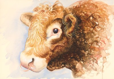 Adamo il Toro, 2016, acquerello da Alison Cooper