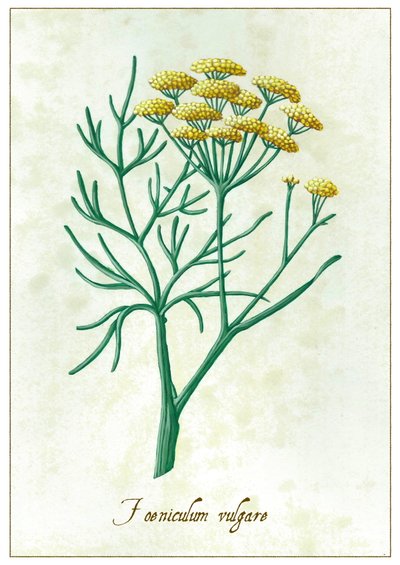 Foeniculum vulgare da Annalisa Morrocco