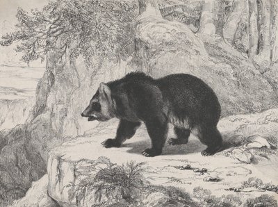 Orso del Mississippi, 1836 da Antoine Louis Barye