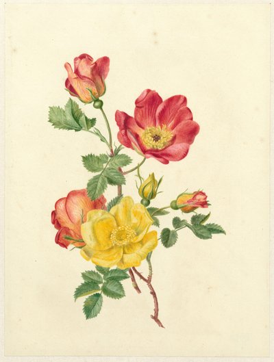 Ramo di rose selvatiche da Antoinette Luden