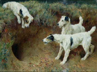 Fox terrier a pelo ruvido vicino a una tana di tasso da Arthur Wardle