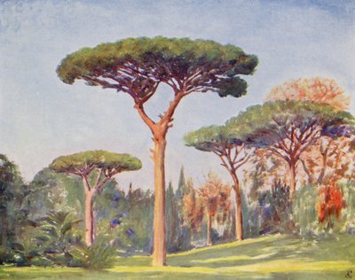 Pini rocciosi, Villa Floridiana da Augustine Fitzgerald