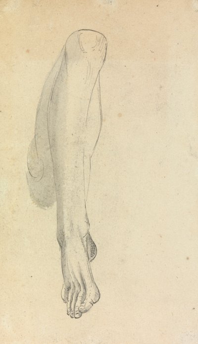 Studio Anatomico di una Gamba da Benjamin Robert Haydon