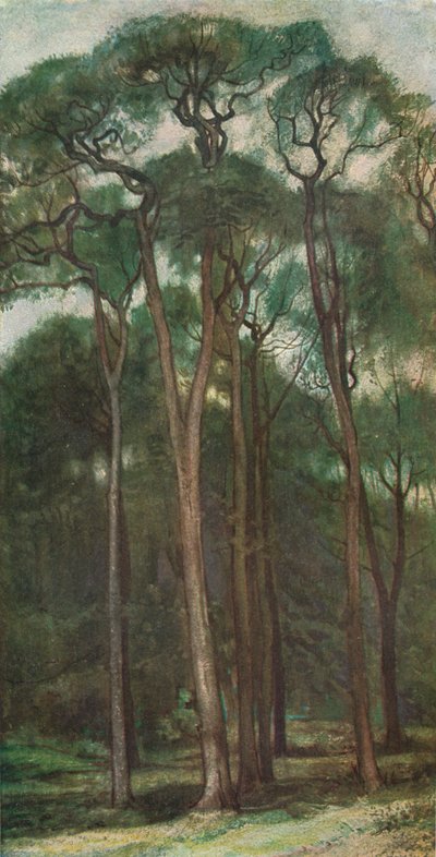 Studio di alberi, c1900 1903-1904 da Charles Holroyd