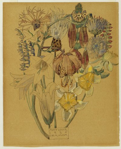 Mont Louis - Studio di fiori, 1925 da Charles Rennie Mackintosh