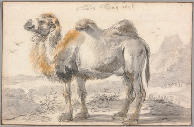 Un Cammello da Cornelis Saftleven