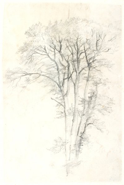 Studio di albero da Dankvart Dreyer