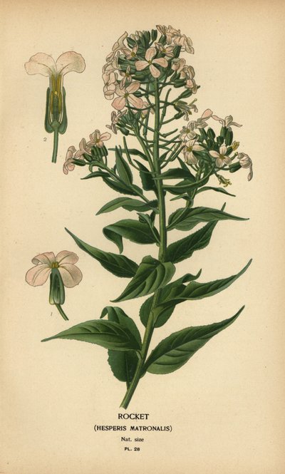 Hesperis matronalis da Désiré Georges Jean Marie Bois