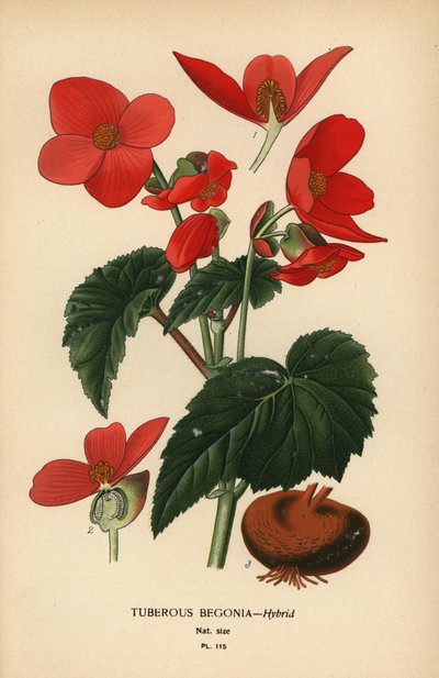 Begonia tuberosa ibrida da Désiré Georges Jean Marie Bois