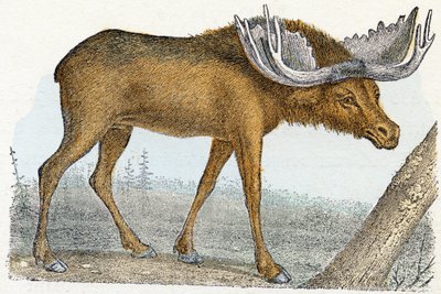 Alce - "Alfabeto illustrato degli animali" XIX secolo (incisione) da Edouard Travies