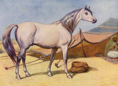 Cavallo arabo da Edward Brice Montefiore