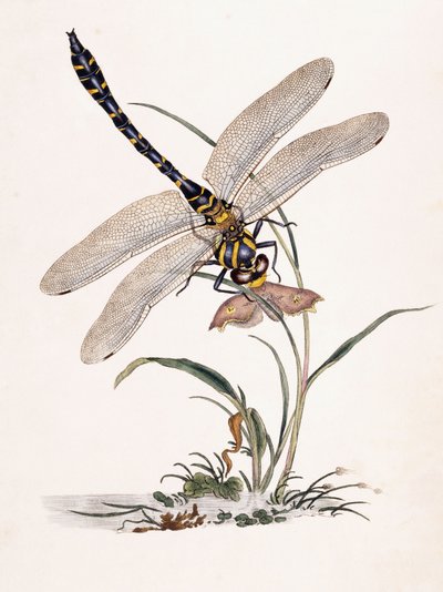 La libellula di Bolton da Edward Donovan