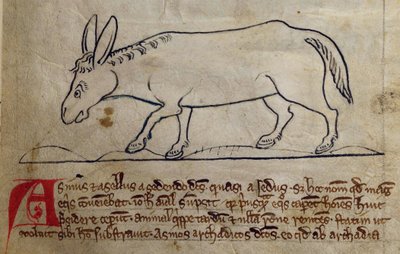 CCA-LitMs/D/10 fol. 10r Asino, dal Bestiario da English School