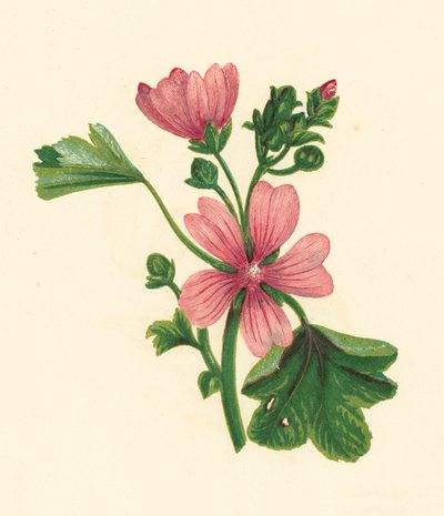 Malva sylvestris da English School